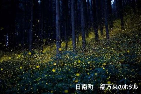 日南町　福万来のホタル